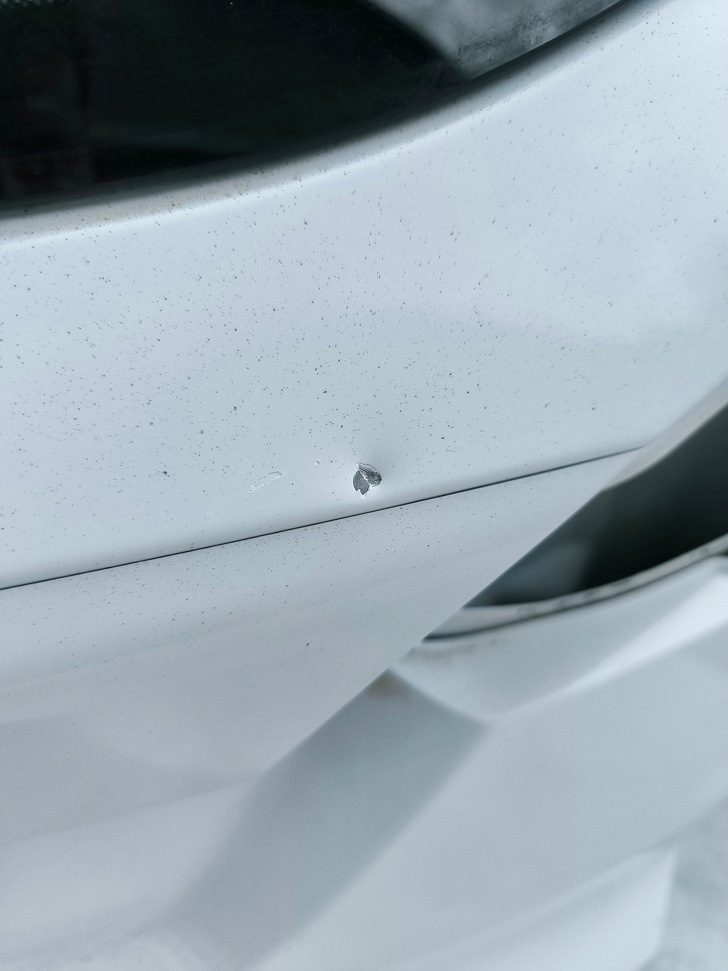 Portellone bianco Ford Focus SW anno 2015 ecoAG7455