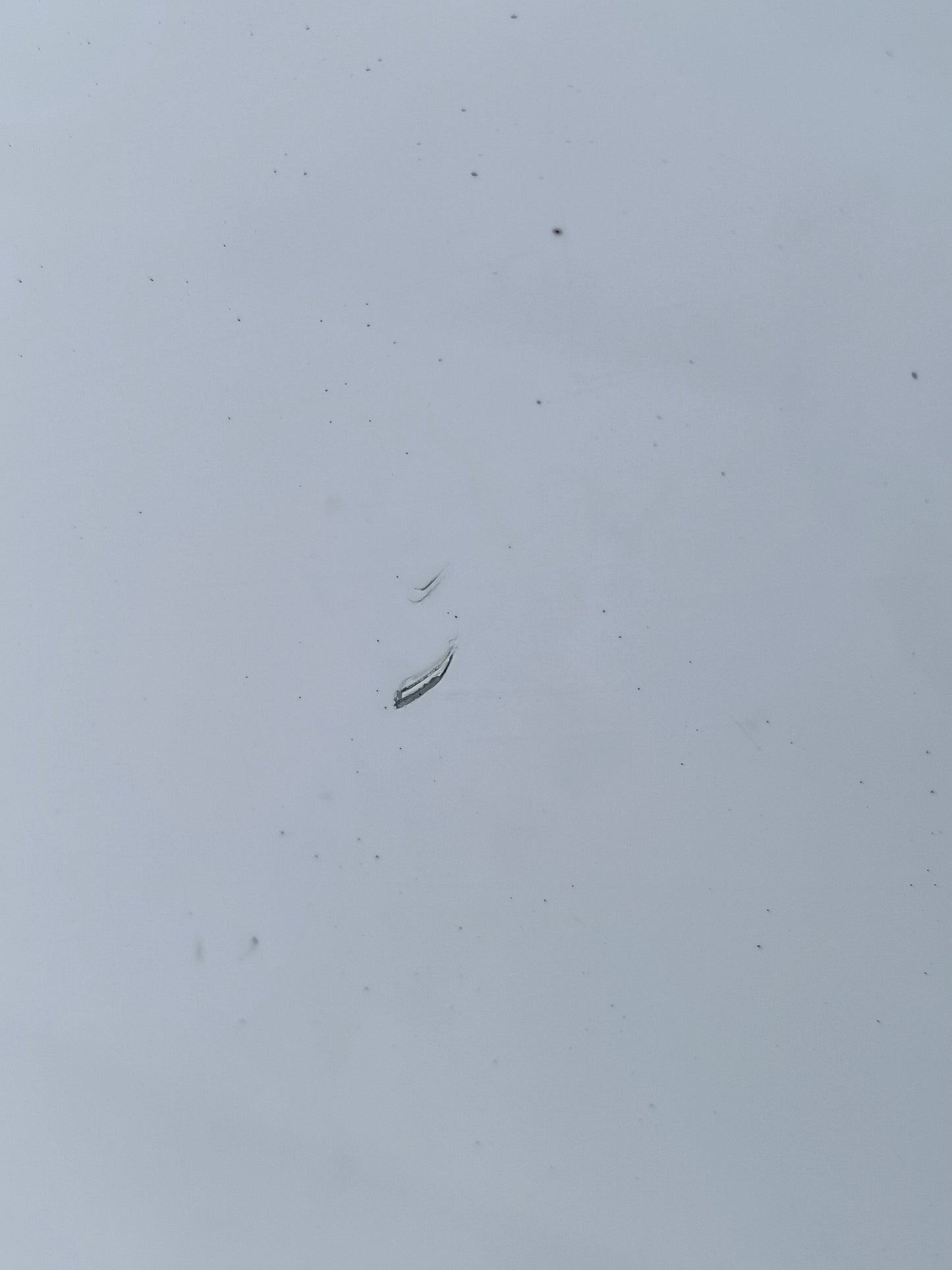 Sportello posteriore dx bianco Ford Focus SW anno 2015 ecoAG7472