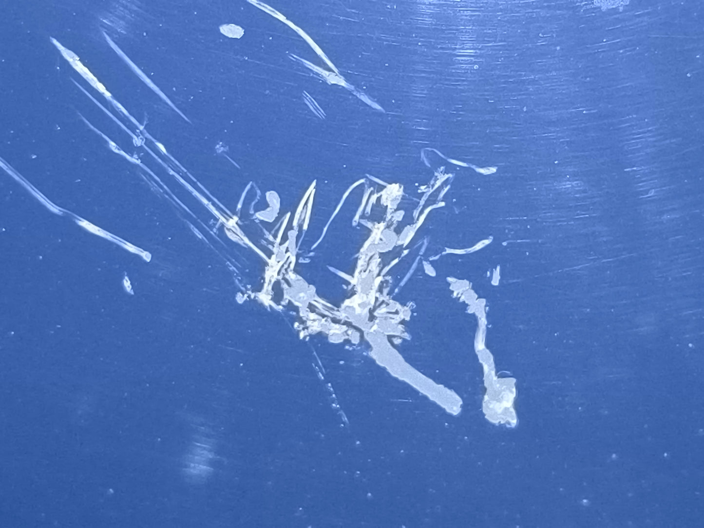 Renault Scenic 2005 ecoAG7261 blaue Heckklappe