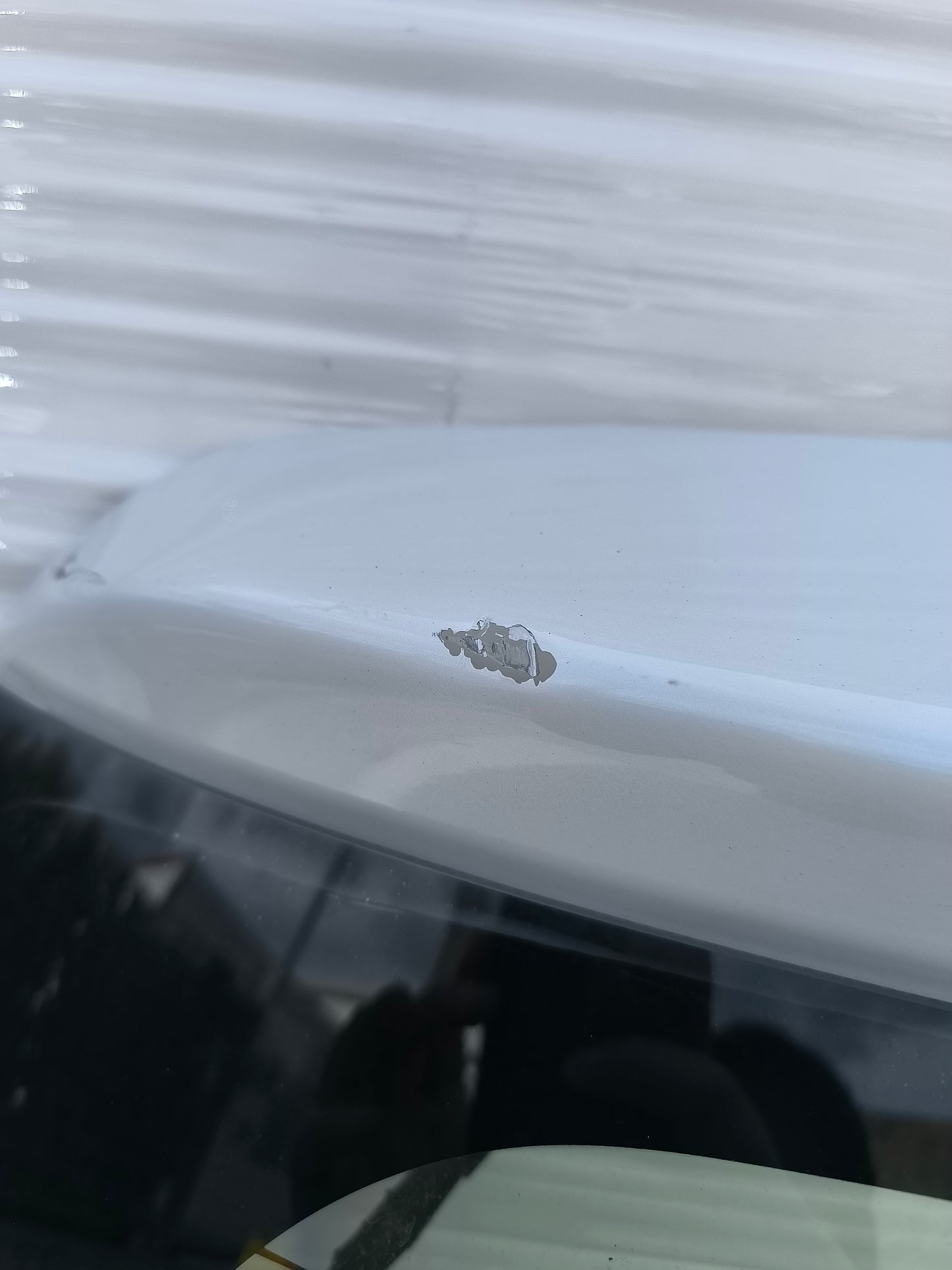 Portellone bianco Suzuki Swift anno 2005-2010 ecoAG7998