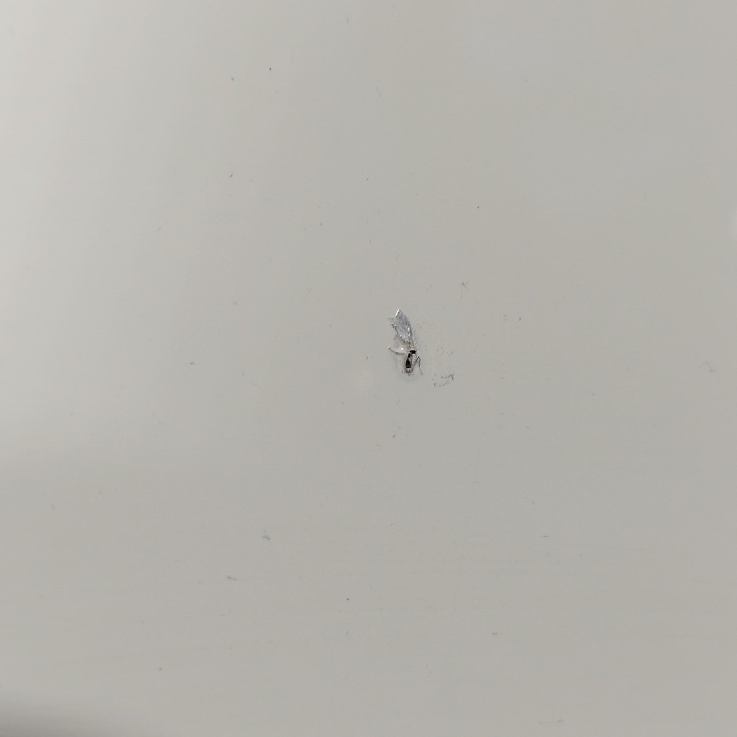 Weiße Motorhaube Fiat Idea 2005 ecoAC10472