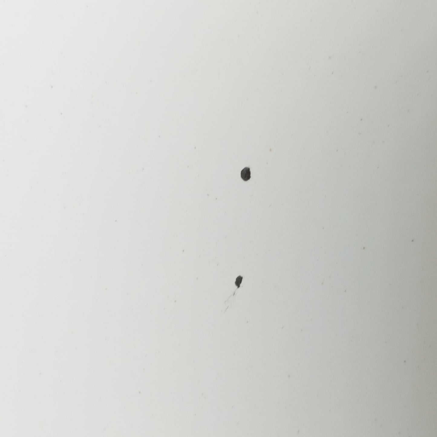 Weiße Motorhaube Ford Focus 2011 ecoAC10984